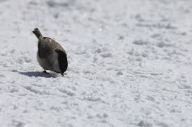 bird on snow.jpg